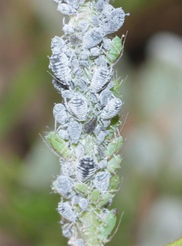 Aphis craccae